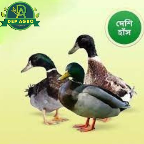 Modern Green Yellow Market Place Shopping Cart Logo (7) Deshi Duck (দেশী হাঁস) (১ পিচ ১-১.৫ কেজি হয়)