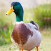 Deshi Duck (দেশী হাঁস)  (১ পিচ ১-১.৫ কেজি হয়)