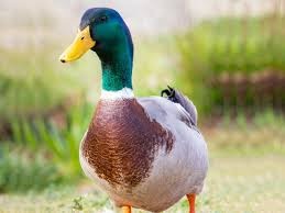 images (6) Deshi Duck (দেশী হাঁস) (১ পিচ ১-১.৫ কেজি হয়)