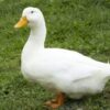 Beijing Duck 3.9 kg
