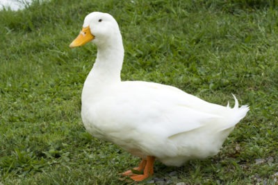 pekin-ducks Beijing Duck 3.9 kg